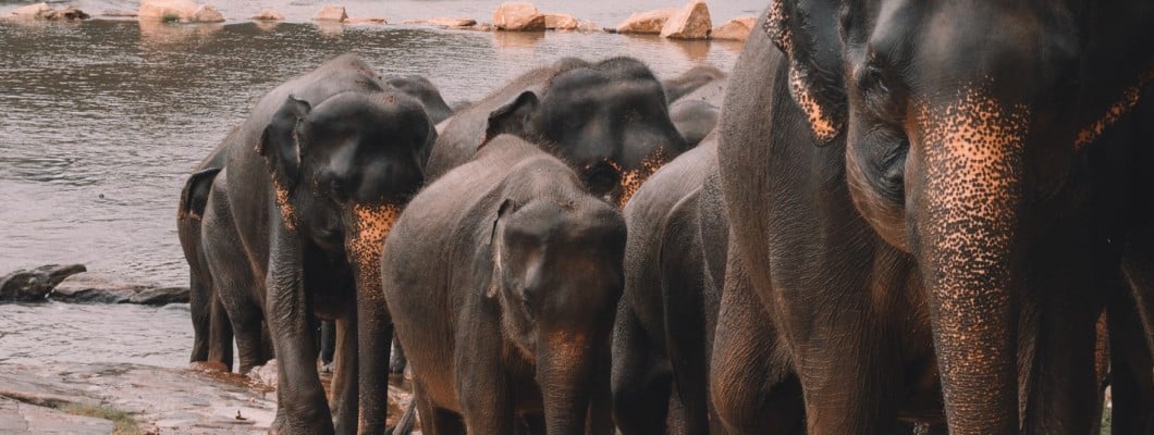 Elephants May Never Forget Their Passwords, But People Need Keeper Security